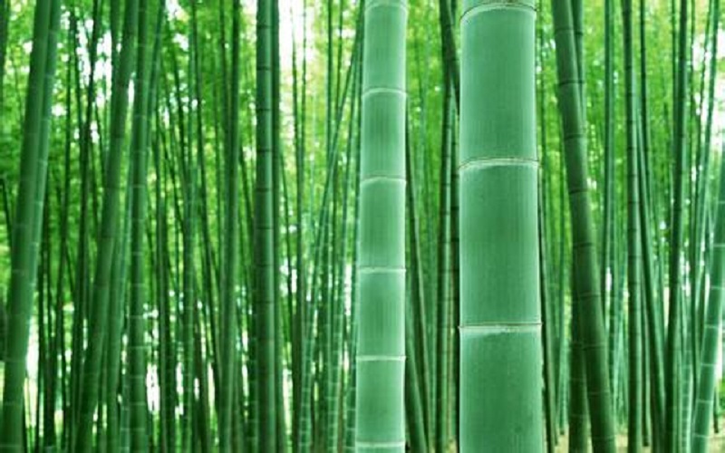 Bamboo pulp